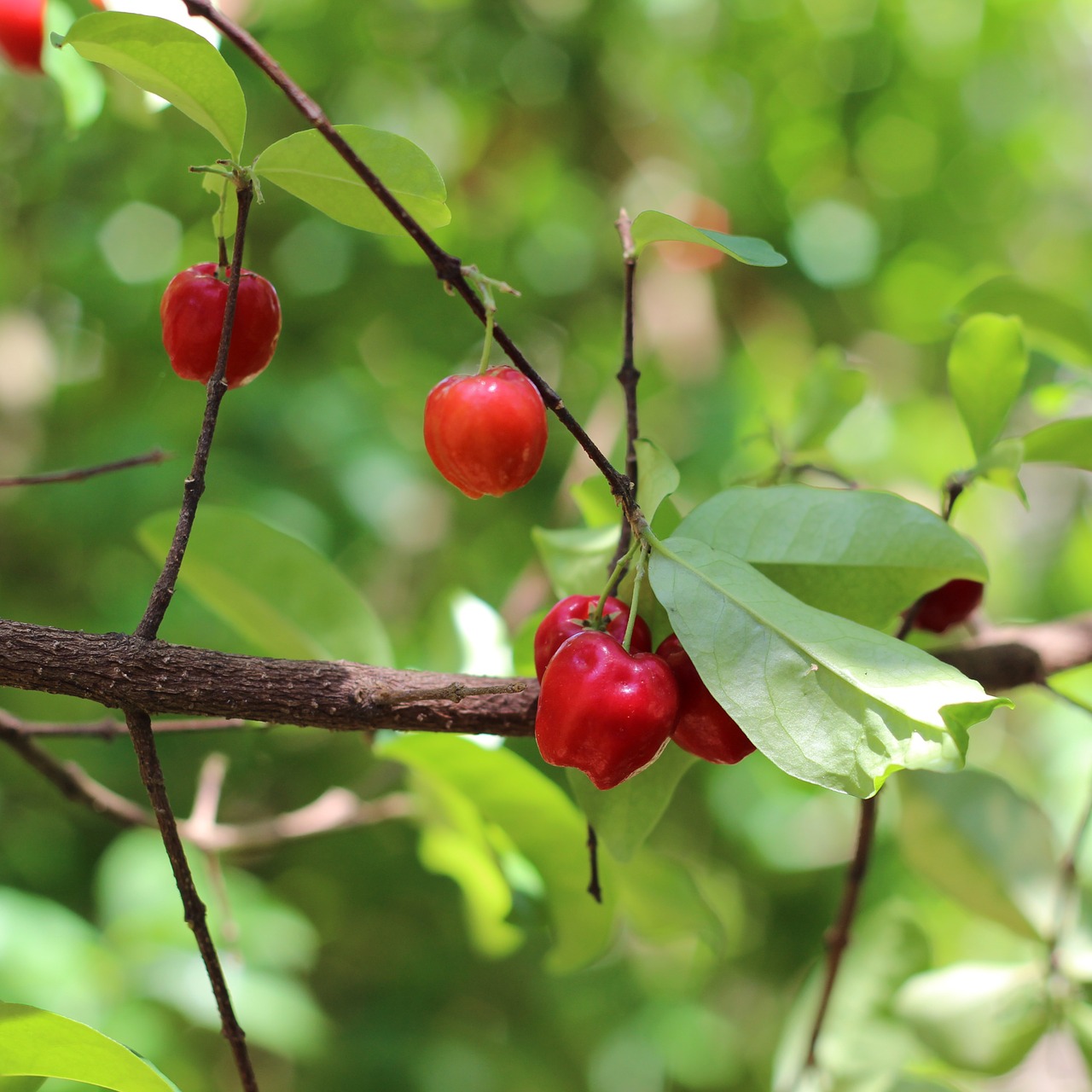 Acerola: roślina, którą warto znać