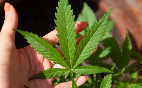 Wysokiej jakości nasiona marihuany