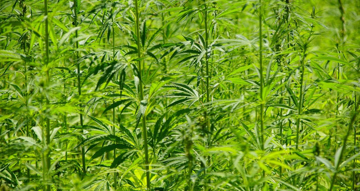 Nasiona marihuany od holenderskiego producenta